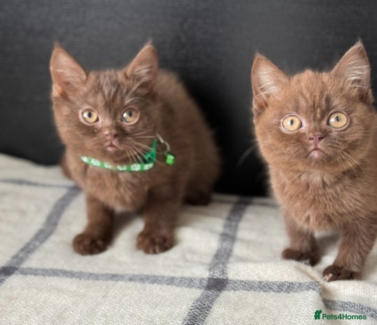 Brazilian Shorthair cats - Advert 1