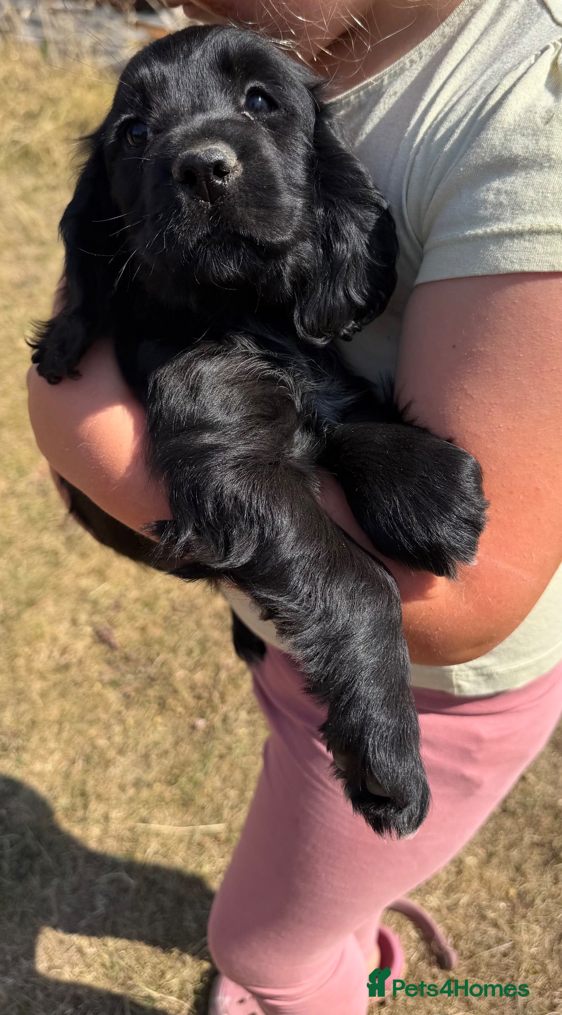 Cocker Spaniel dogs Show cocker puppies - Advert 2