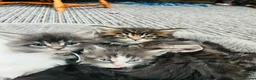 Maine Coon cats for sale: Stunning pedigree Maine coon kittens TICA  - Advert 15