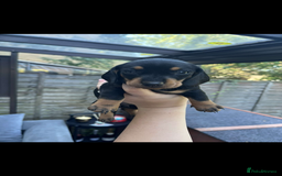 Miniature Dachshund dogs for sale: Miniature Dachshunds For Sale  - Image 3
