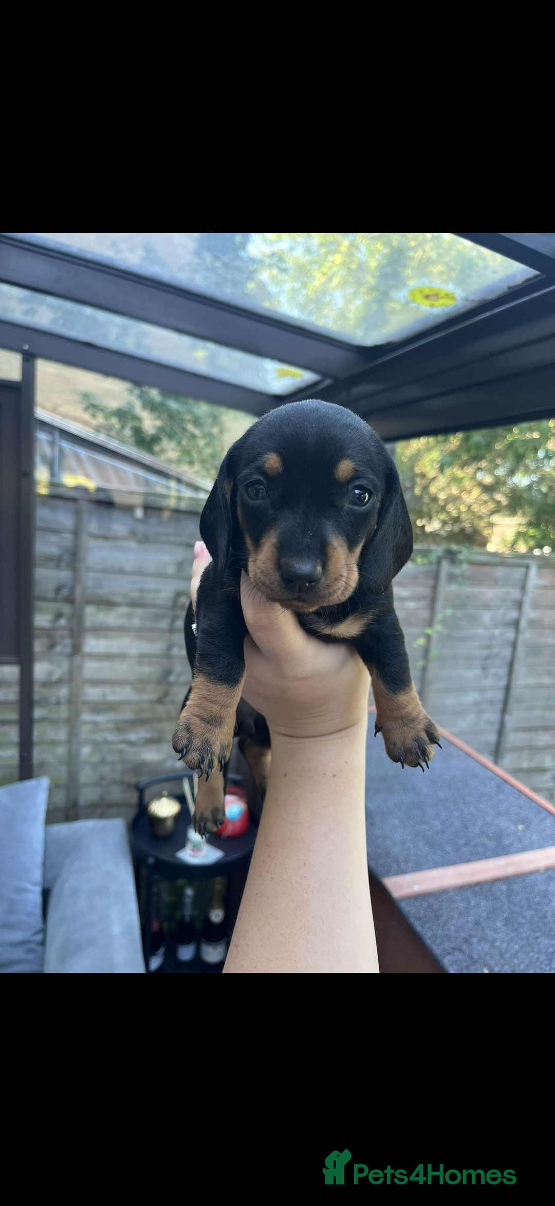 Miniature Dachshund dogs for sale: Miniature Dachshunds For Sale  - Image 3