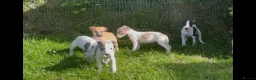 Whippet dogs for sale: Whippet puppy’s  in Beaworthy - Advert 21