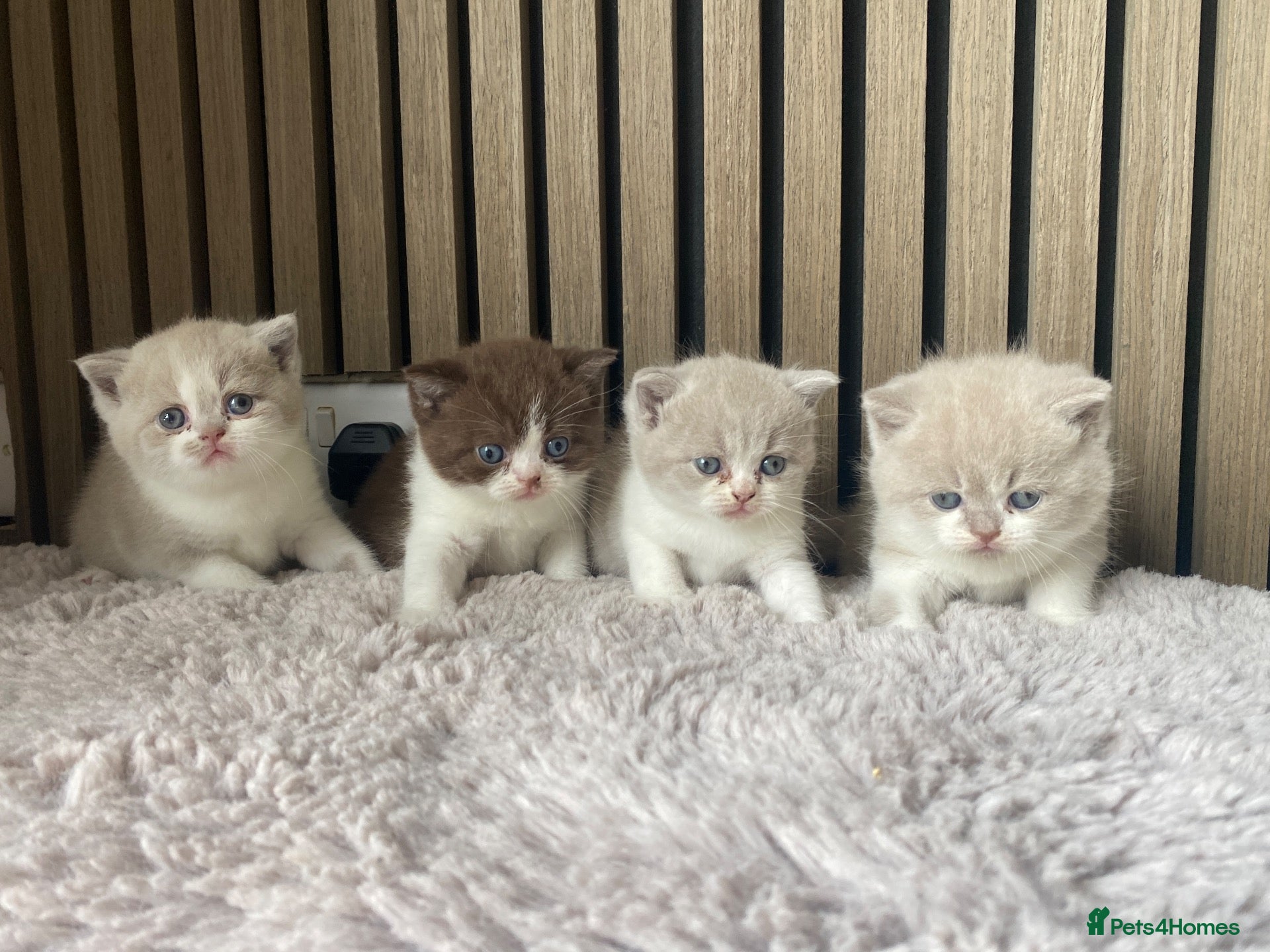 British Shorthair cats TICA Fawn/Cinnamon Bio colour kittens 💛 - Advert 2