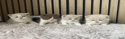 British Shorthair cats for sale: TICA Fawn/Cinnamon Bio colour kittens 💛 in Rotherham - Advert 2