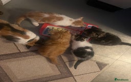 Mixed Breed cats for sale: Looking for forever home - Image 17