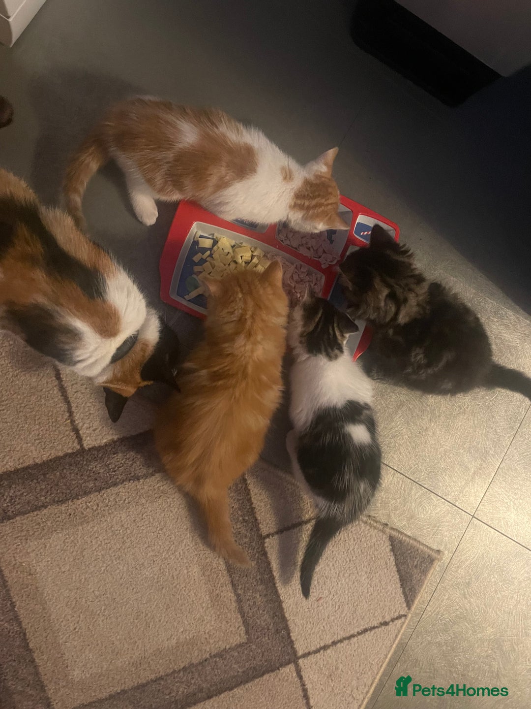 Mixed Breed cats for sale: Looking for forever home - Image 17
