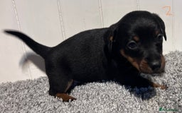Lancashire Heeler dogs for sale: Lancashire Heelers - Image 16
