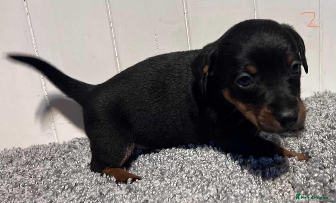 Lancashire Heeler dogs for sale: Lancashire Heelers - Image 16