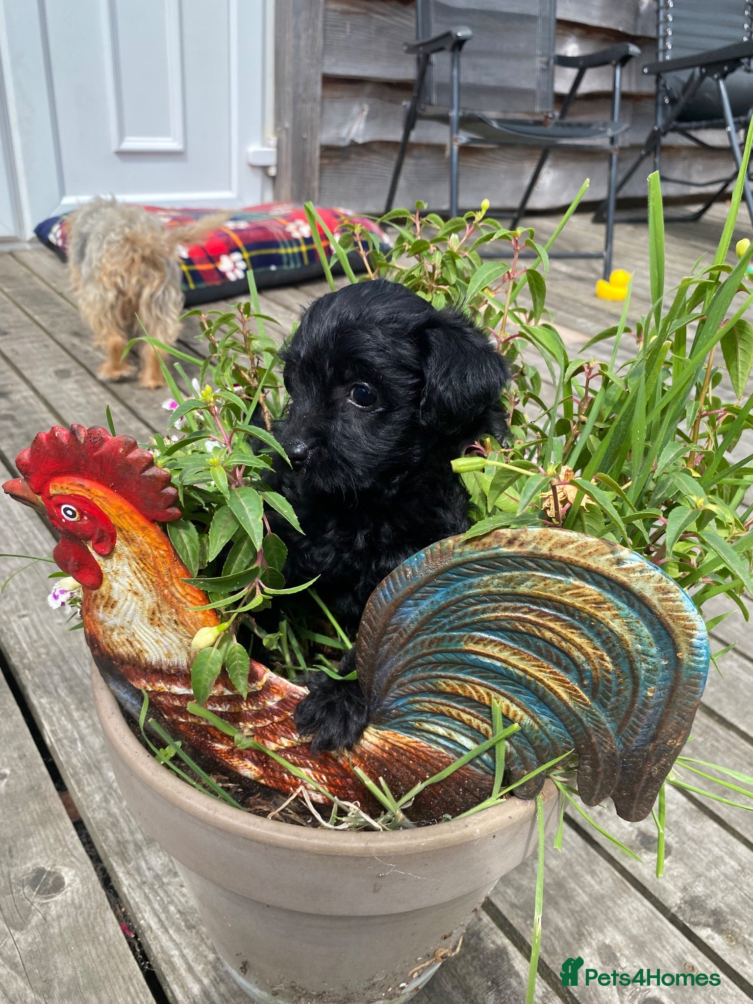 Yorkiepoo dogs Beautiful YORKIEPOO puppies - Advert 6