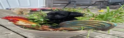 Yorkiepoo dogs for sale: Beautiful YORKIEPOO puppies - Advert 1