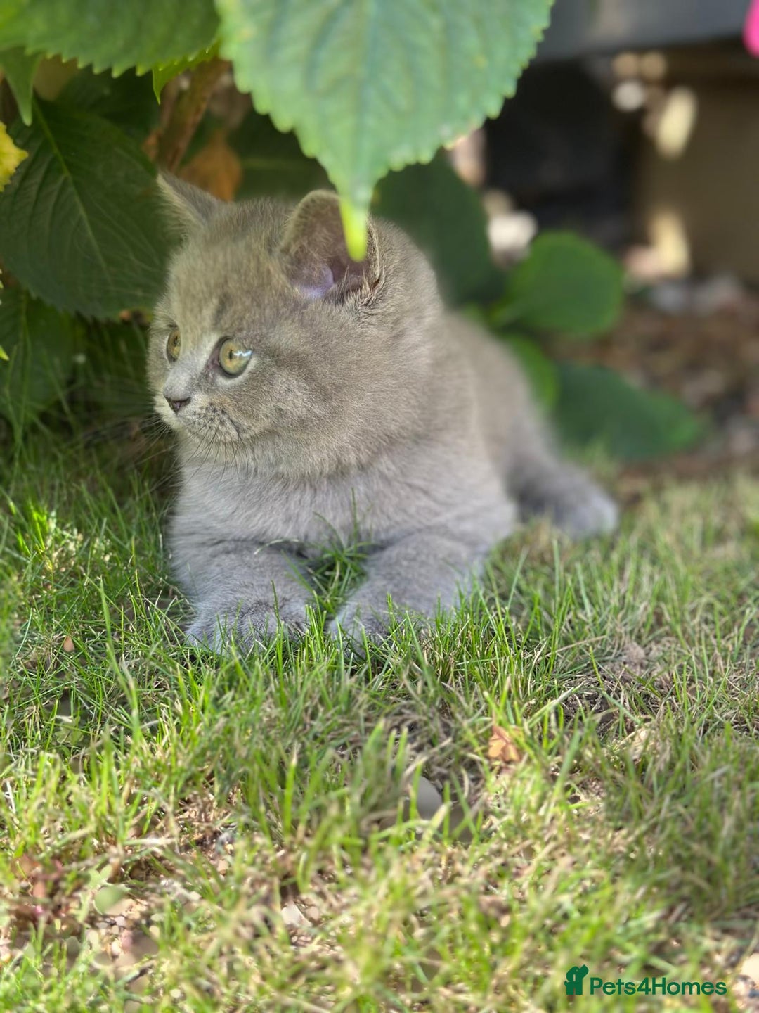 Brazilian Shorthair cats for sale: I'll put in good hands - Image 7
