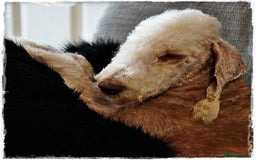 Bedlington Terrier dogs for stud: Bedlington Terrier Liver Dog home bred for stud. in Merthyr Tydfil - Image 3