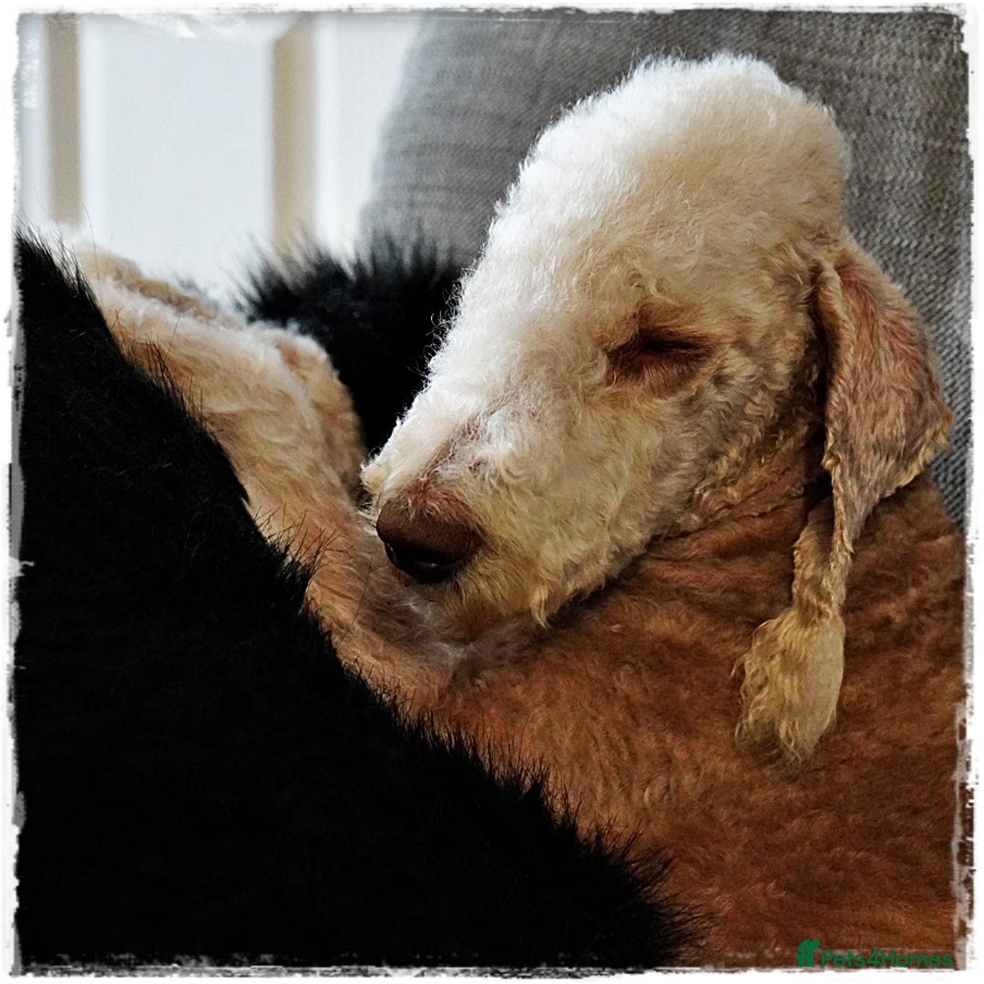 Bedlington Terrier dogs for stud: Bedlington Terrier Liver Dog home bred for stud. in Merthyr Tydfil - Image 3