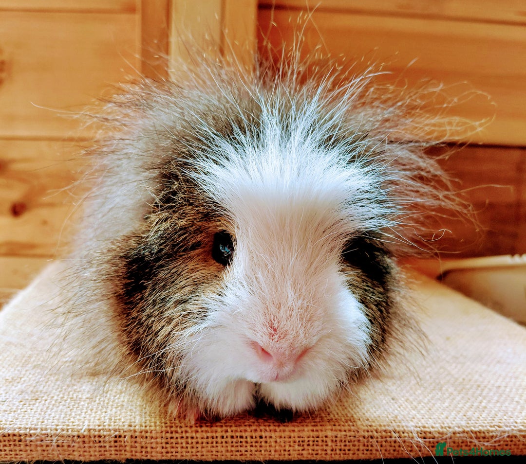 Guinea Pig rodents for sale: Male guinea pigs  - Image 5
