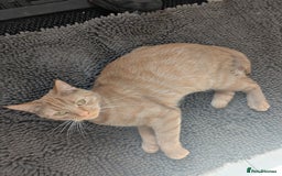 Mixed Breed cats for sale: Cats 🥰 - Advert 5