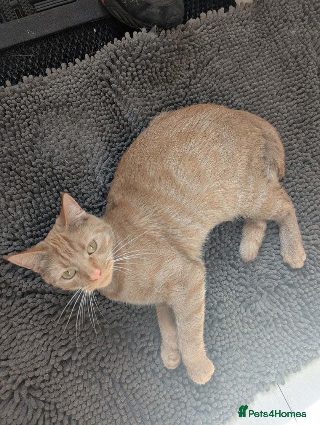 Mixed Breed cats for sale: Cats 🥰 - Advert 5