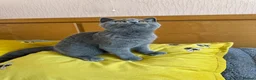 British Shorthair cats for sale: British shorthair kittens  - Advert 5