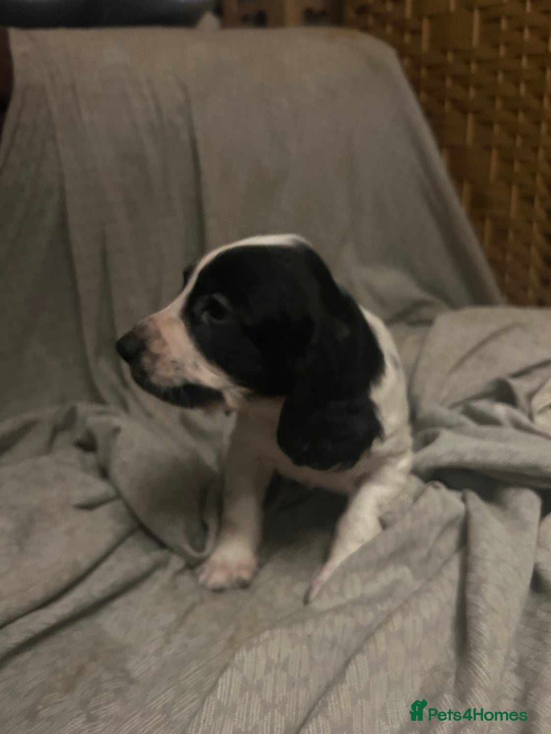 Cocker Spaniel dogs for sale: Cocker Spaniel Puppies - Advert 6