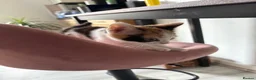 Aegean cats for sale: Aegean Kitten Female looking for forever home ❤️ - Advert 3