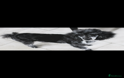 Cavapoo dogs for sale: Iconic cavapoo litter health tested parentage  - Advert 18