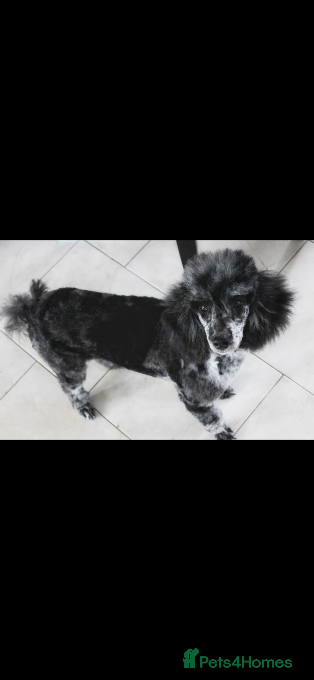 Cavapoo dogs for sale: Iconic cavapoo litter health tested parentage  - Advert 18