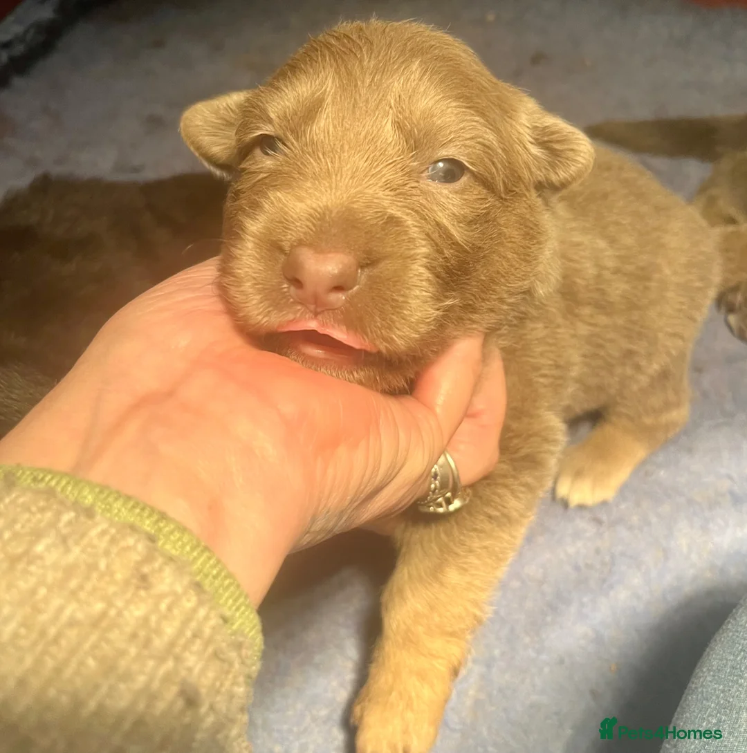 German Shepherd dogs for sale: KC Longcoat German Shepherd pups for Sale  - Advert 1