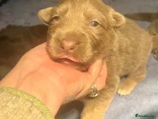 German Shepherd dogs KC Longcoat German Shepherd pups for Sale - Advert 1