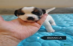 Jack Russell dogs for sale: Jack Russell puppies,Parents reg.Kennel club, - Image 16