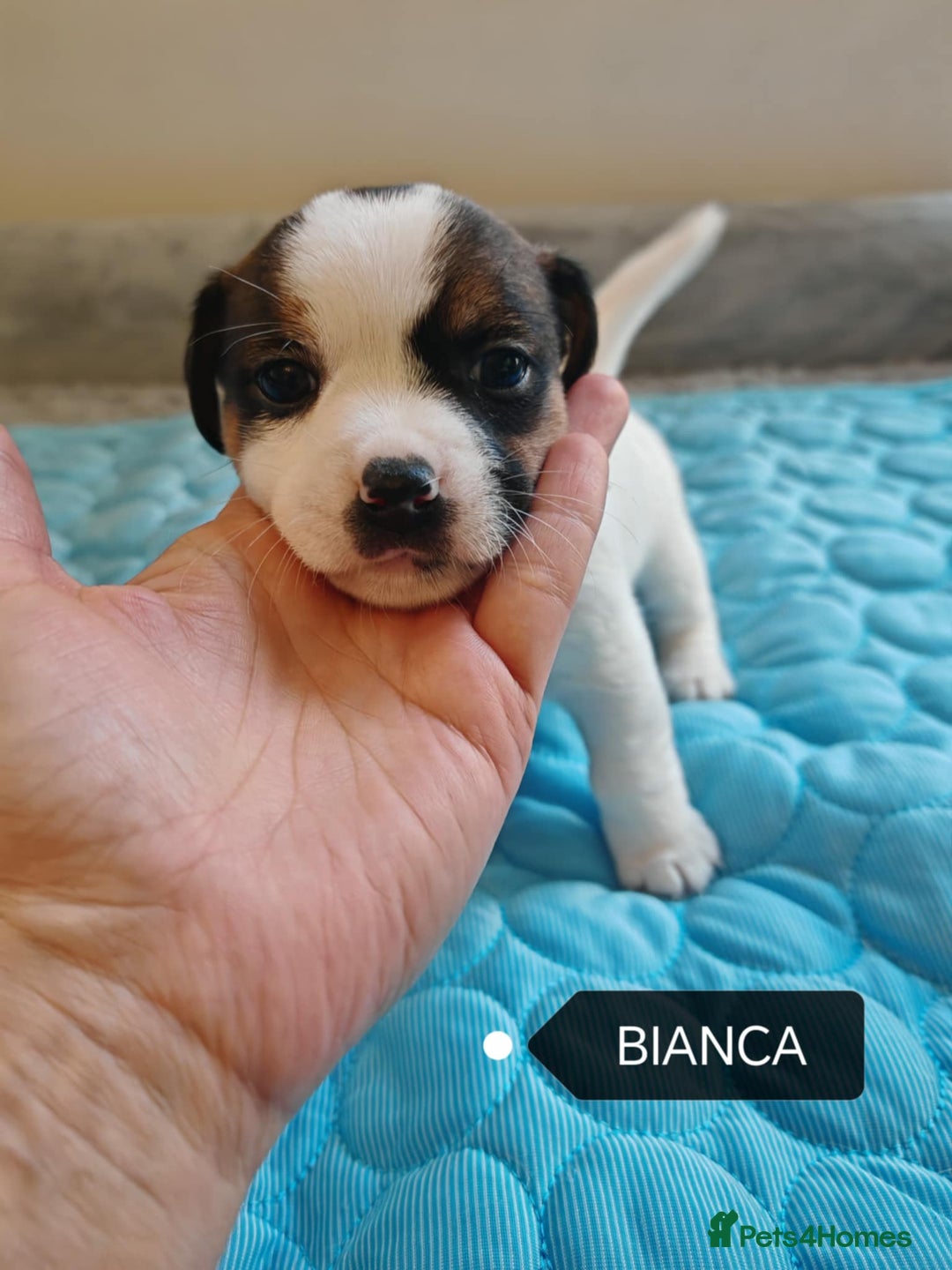 Jack Russell dogs for sale: Jack Russell puppies,Parents reg.Kennel club, - Image 16