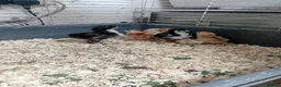 Chickens poultry for sale: Serama and black copper maran chicks - Advert 4