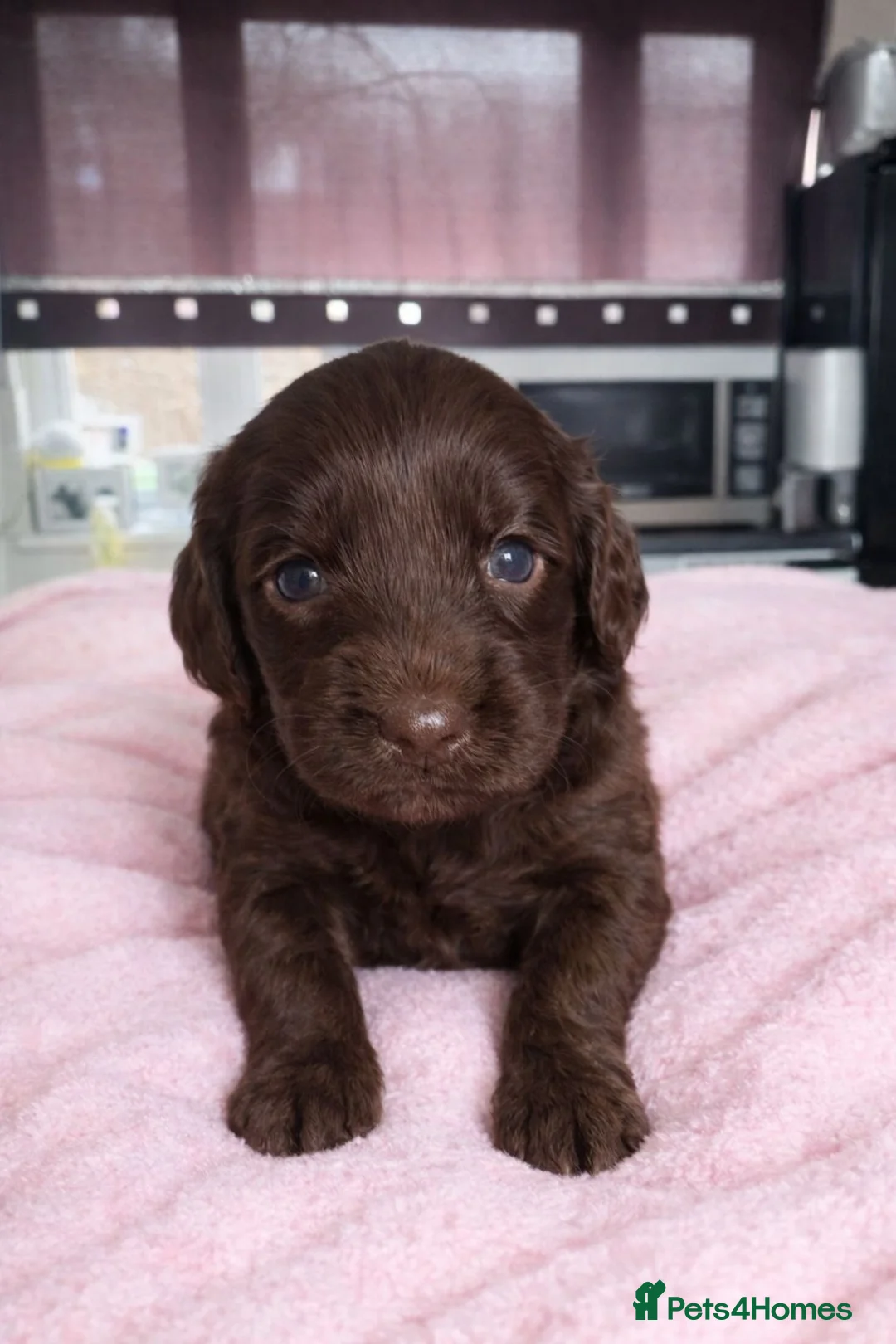 Cockapoo dogs for sale: **READY TO GO**LAST 2 LEFT **Cockerpoo Puppies F2 - Advert 28