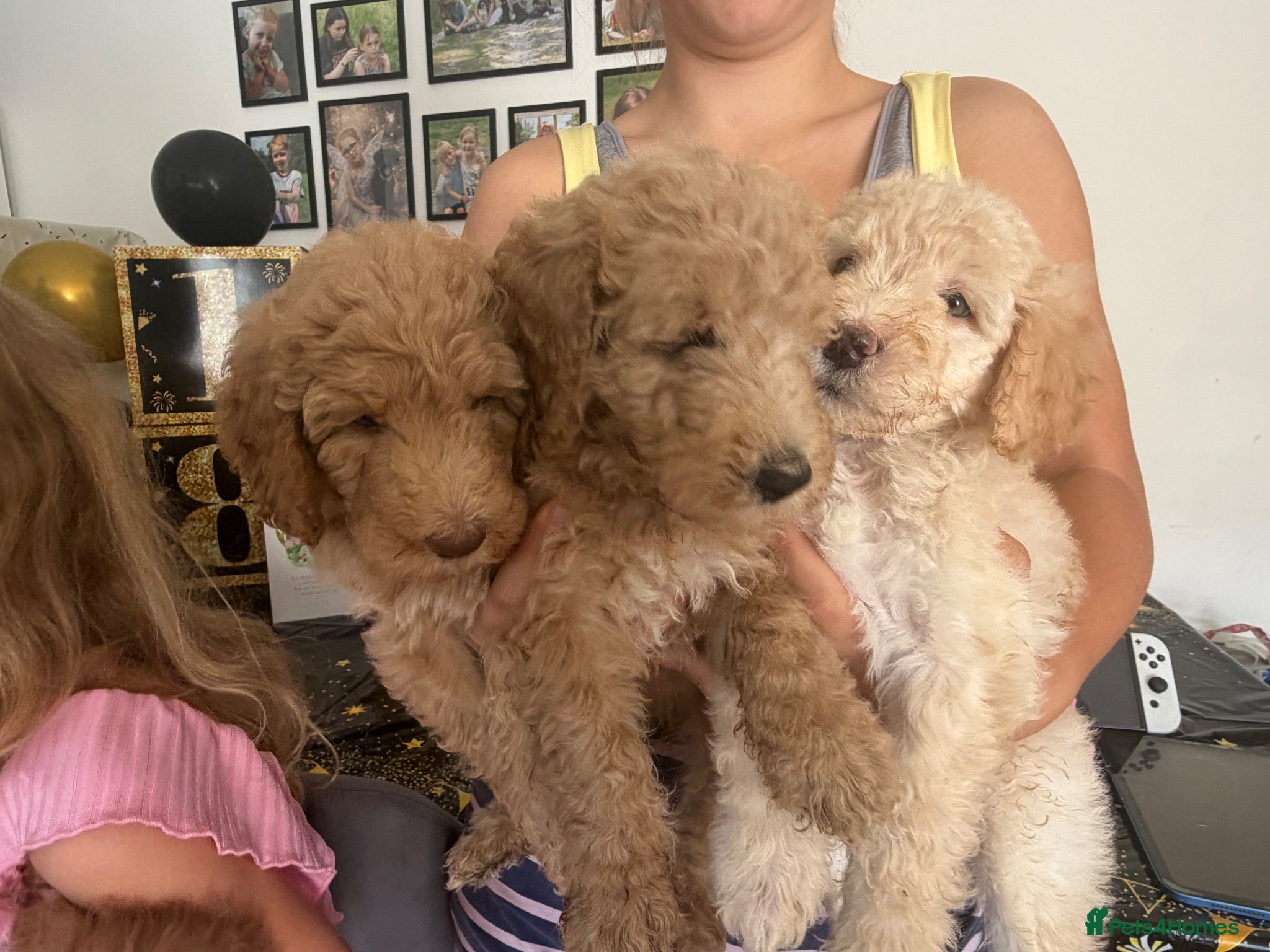 Labradoodle dogs Multigen labradoodle puppies - Advert 3