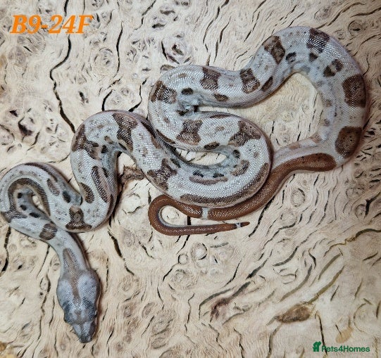 Boa Snake reptiles Choice of 25/25 VPI Boa moprhs, male and female. - Advert 1