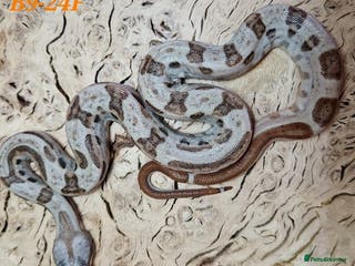 Boa Snake reptiles Choice of 2024/25 VPI Boa morphs, male and female. - Advert 13
