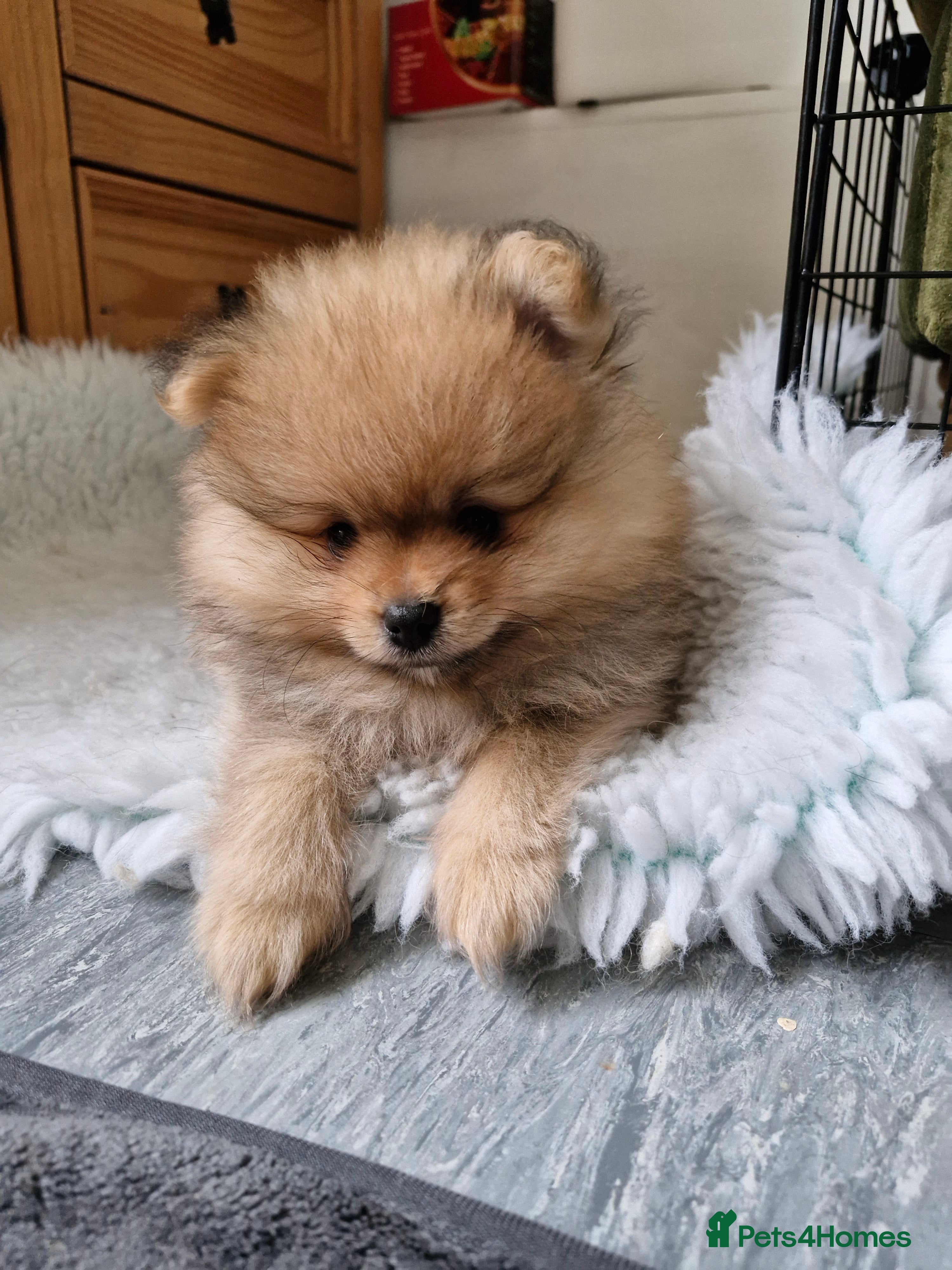 Pomeranian dogs Stunning sable pomeranians - Advert 13