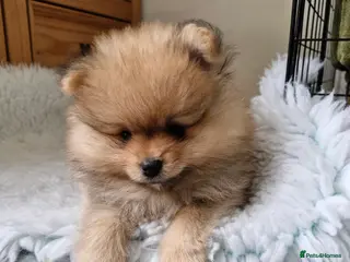 Pomeranian dogs Stunning sable pomeranians - Advert 13