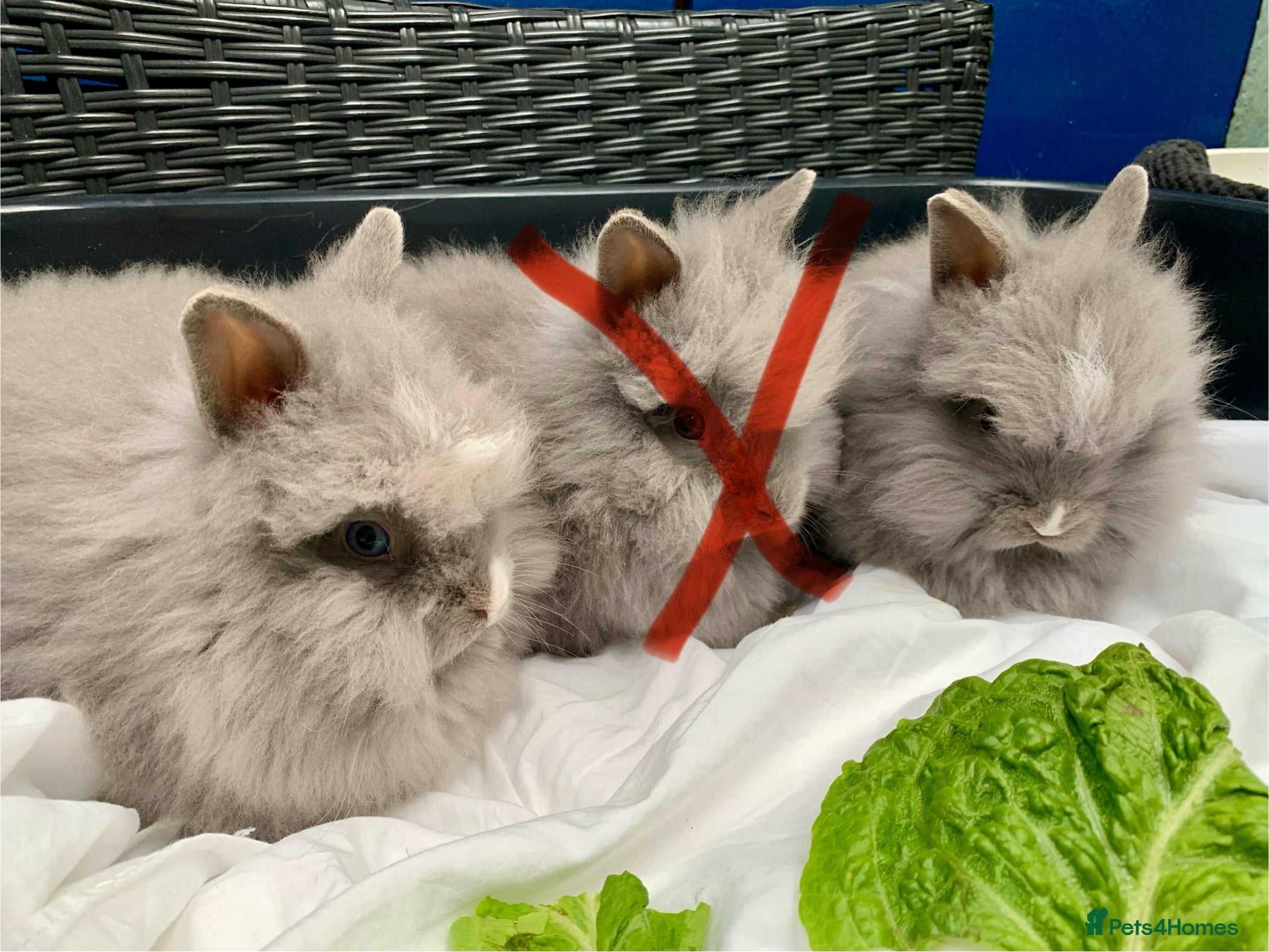 Lionhead rabbits 4 Gorgeous Double Mane Lion-head Bunnies - Advert 4