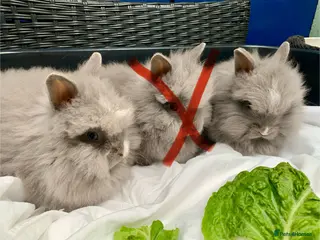 Lionhead rabbits 4 Gorgeous Double Mane Lion-head Bunnies - Advert 4
