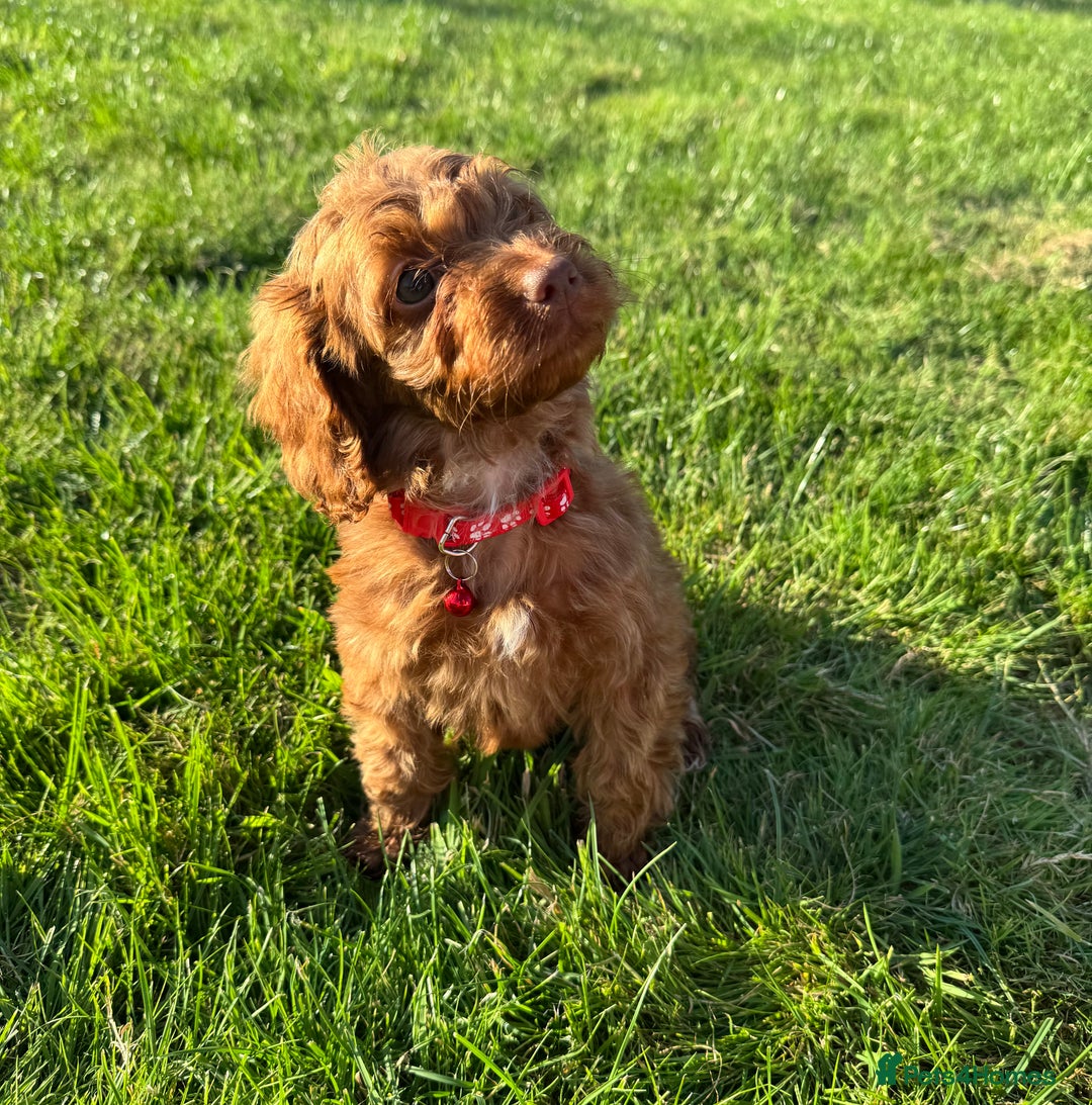 Cockapoo dogs for sale: Stunning Fox Red f1 cockapoo puppies  - Image 12