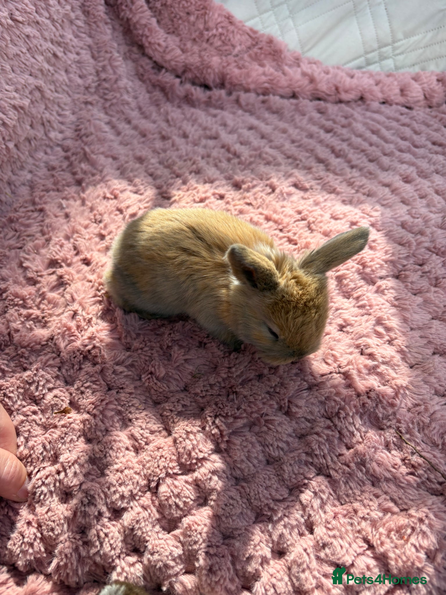 Mini Lop rabbits Raised indoors Mini lops/lion lops-vaccinated  - Advert 2