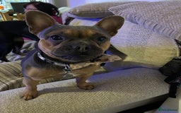 French Bulldog dogs for sale: 3 year old male French bull dog  - Image 2