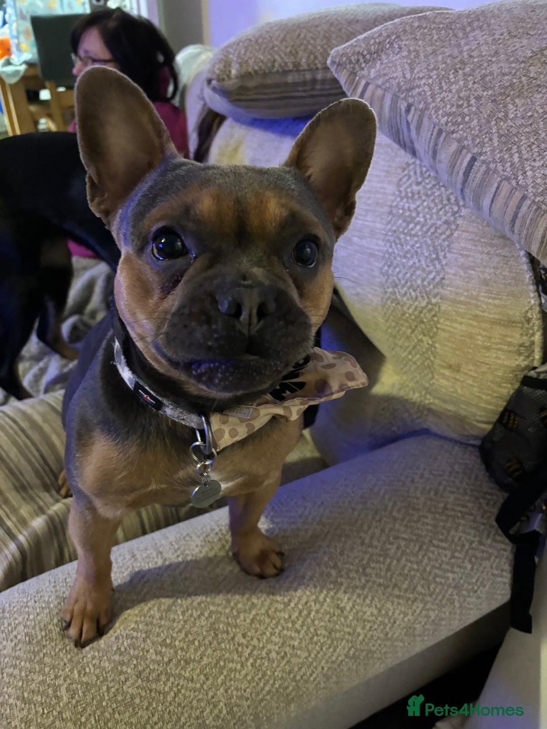 French Bulldog dogs for sale: 3 year old male French bull dog  - Image 2