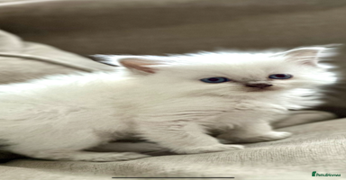 Ragdoll cats 🎀GCCF Heart-Melting Babies🦋 - Advert 13