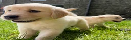 Golden Retriever dogs for sale: FULLY VACCINATED KC REG GOLDEN RETRIEVERS - Advert 6
