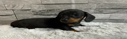 Miniature Dachshund dogs for sale: Miniature dachshund puppies  - Advert 3