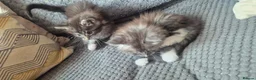 Maine Coon cats for sale: Beautiful Maine Coon Kittens  - Advert 4