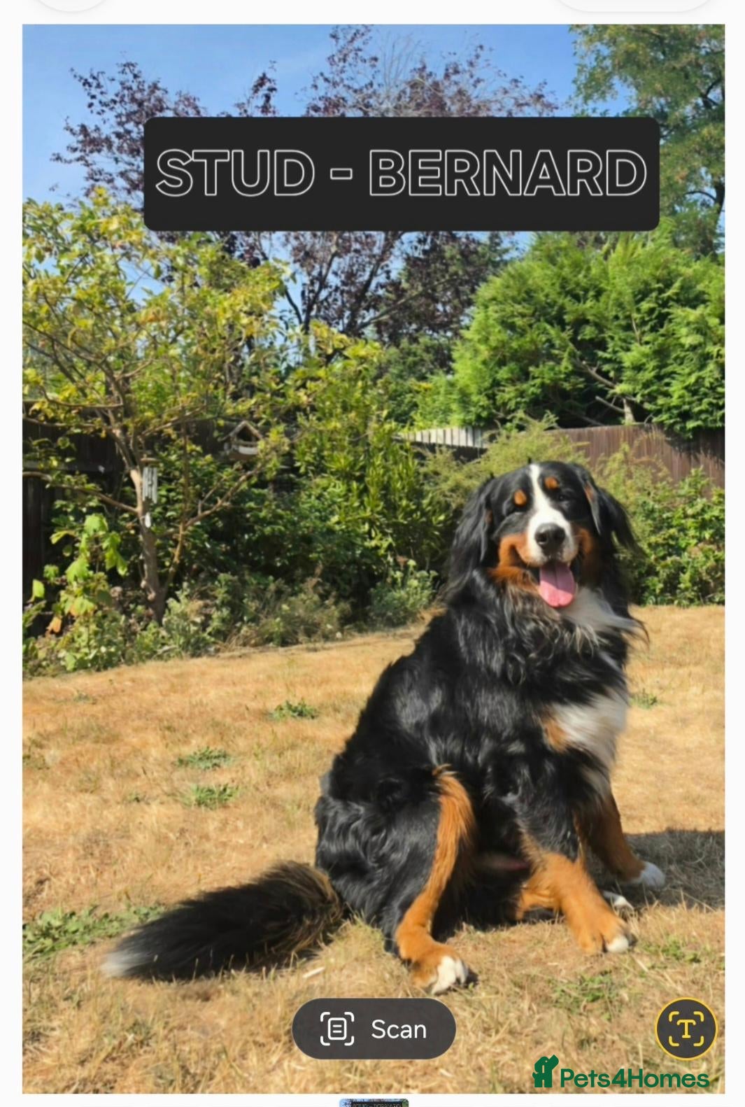 Bernese Mountain Dog dogs 🐾 Seven Beautiful Bernese Mountain Dog Puppies. - Advert 2