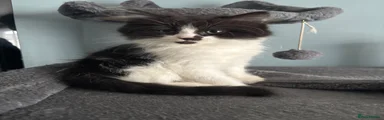 Maine Coon 1