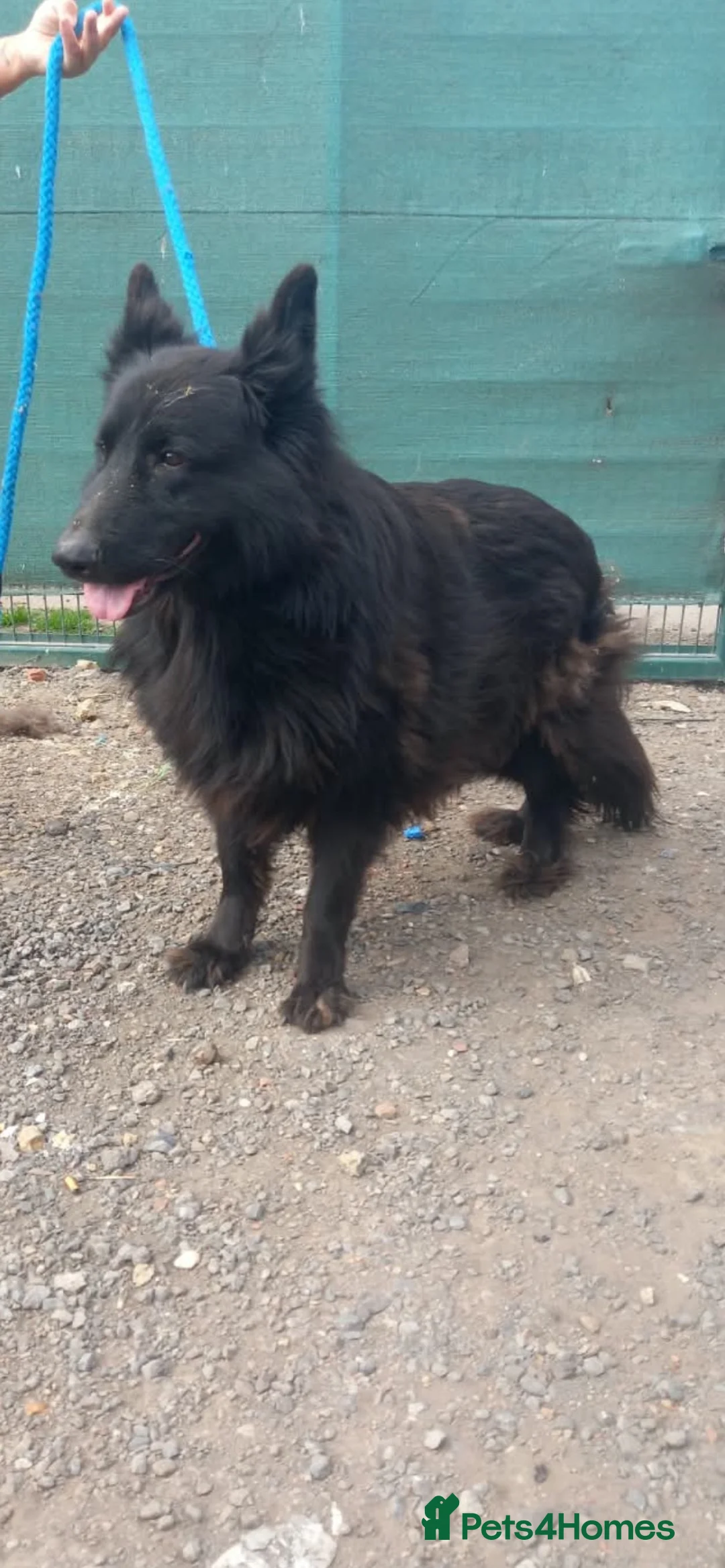German Shepherd dogs for sale: German shepherd  - Advert 1