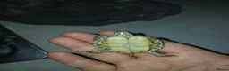 Terrapin reptiles for sale: River cooters in Liverpool - Advert 1